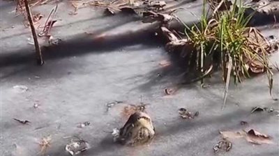 شاهد.. تماسيح تتجمد في بحيرة بكارولينا الشمالية بسبب انخفاض درجة الحرارة