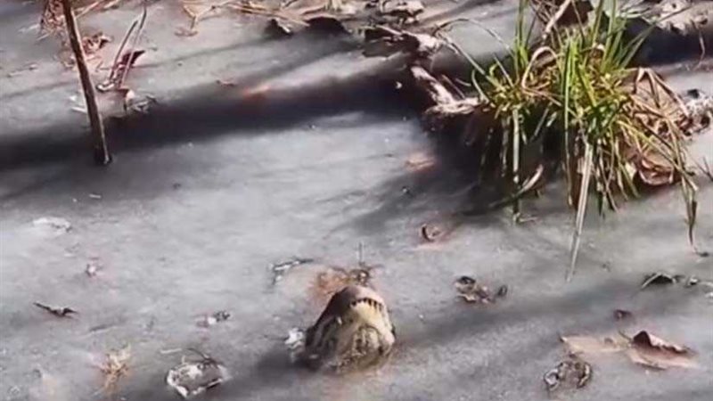 شاهد.. تماسيح تتجمد