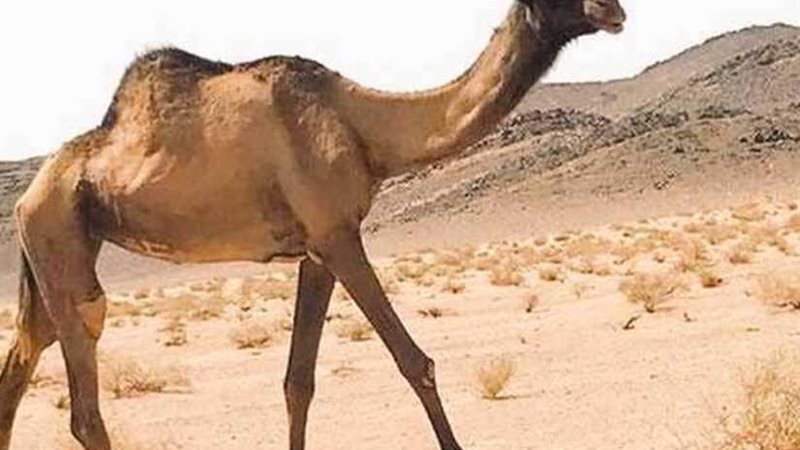 أطول ناقة في العالم