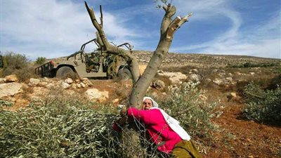 مستوطنون يحطمون 110 أشجار زيتون في حوارة بنابلس