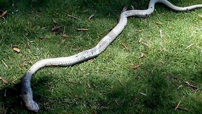 البحيرة.. ثعبان يثير الذعر داخل وحدة صحية بالدلنجات