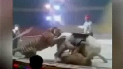 بالفيديو.. أسد ونمر يلتهمان حصانًا في عرض سيرك ترفيهي بالصين