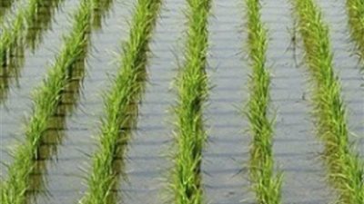 على الطريقة الصينية.. جامعة بنها تبحث زراعة الأرز على المياه المالحة
