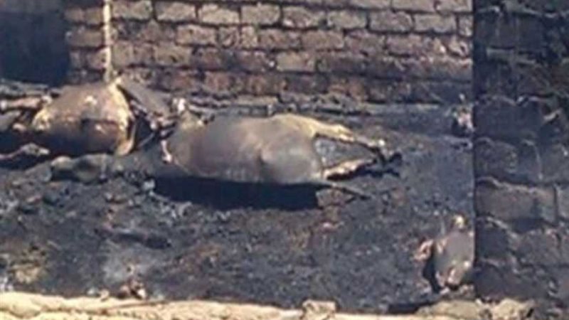 الغربية.. نفوق 28