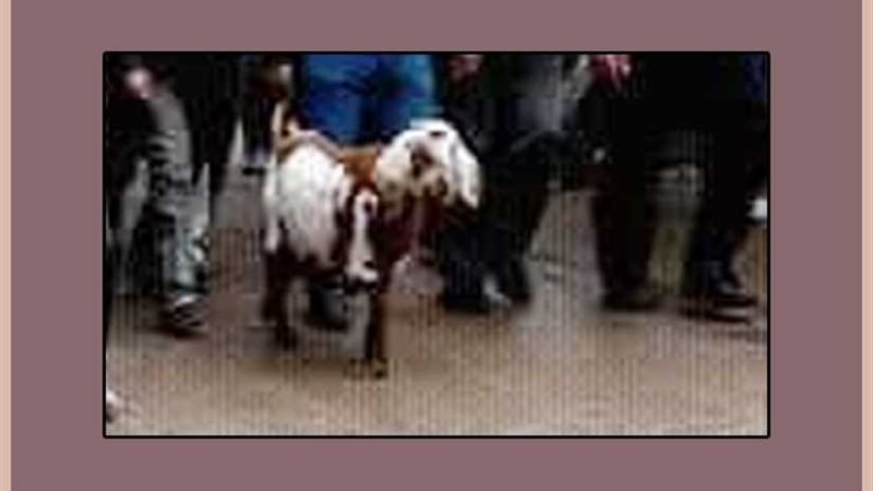 ماعز تثير اندهاش