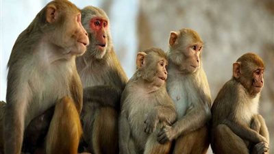 هروب 52 قردًا من حديقة حيوان ومخاوف من هجومهم على البشر