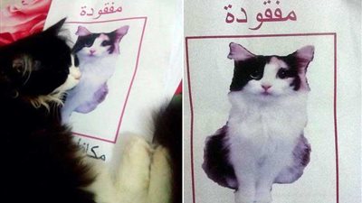 نداء لأهالي الإسكندرية ابحثوا عن قطة سلمى لأن ابنها مقهور عليها