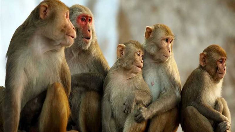 هروب 52 قردًا من