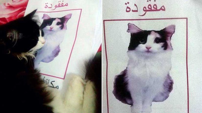 نداء لأهالي الإسكندرية