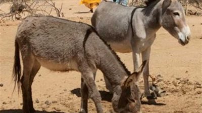 بني سويف.. حمار يكشف جريمة صاحبه