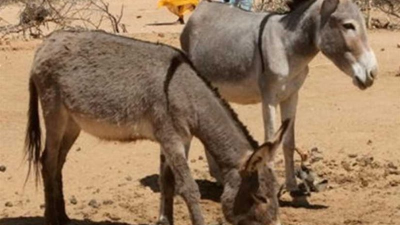 بني سويف.. حمار يكشف