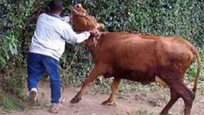 الأمن يكثف جهوده لضبط المتهمين بسرقة مزرعة مواشي بقليوب