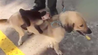 كلبة تتبنى قردًا بعد نفوق جرائها (فيديو)