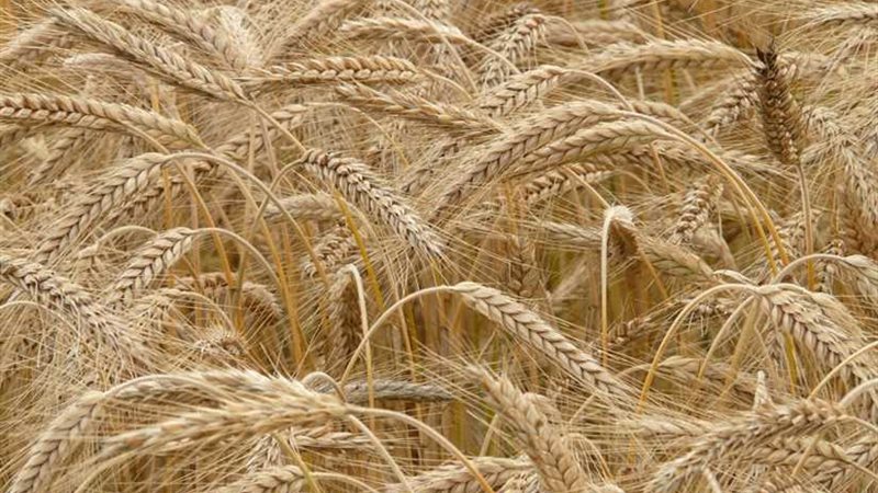 محافظ الدقهلية :الاستعداد