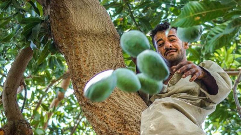 الزراعة تكافح عفن