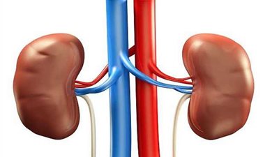 هذه الأطعمة تشكّل حصى الكلى