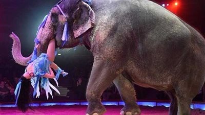 بريطانيا: حظر استخدام الحيوانات البرية في عروض السيرك