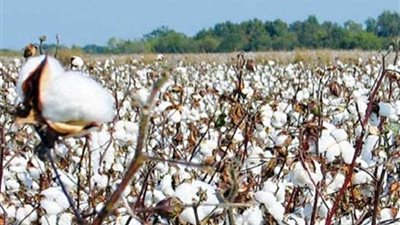 الحكومة: 2500 جنيه لقنطار القطن في الوجه القبلي و2700 بالبحري