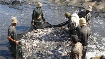 جنوب سيناء..معهد علوم البحار يناقش الاستزراع السمكي في مياه الآبار