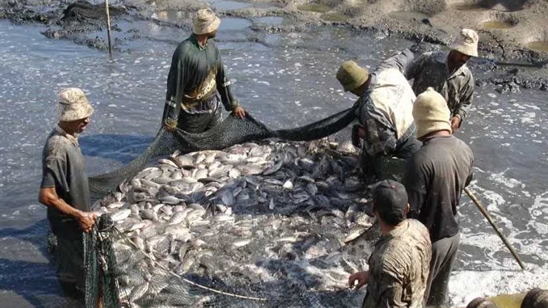 جنوب سيناء..معهد