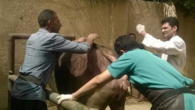 قافلة بيطرية تعالج 586 رأس ماشية بأبو النمرس