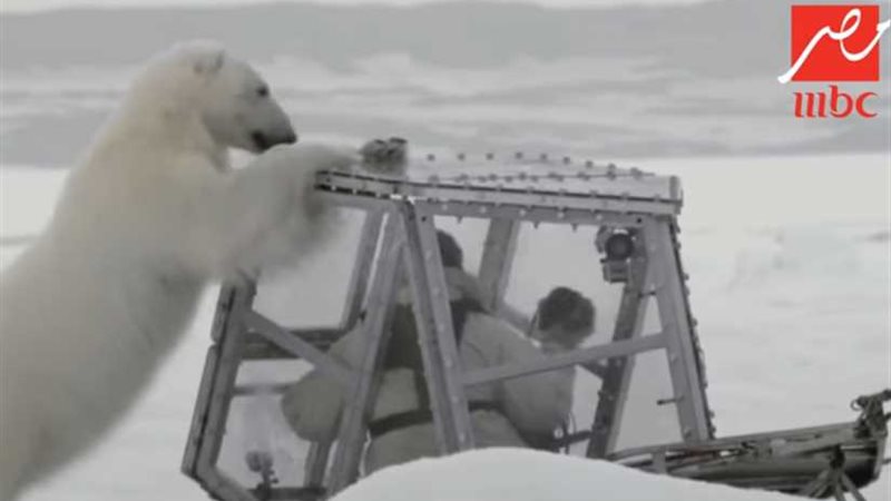 «الدب» بطل«رامز تحت