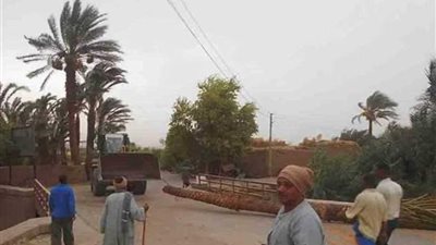 الرياح تسقط نخلة في الأقصر (صور)