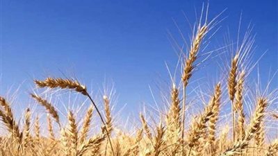 السعودية تستورد 540 ألف طن قمح