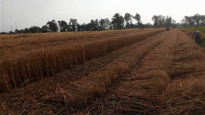 توريد 173 ألف طن قمح منذ بدء موسم الحصاد بالمنيا