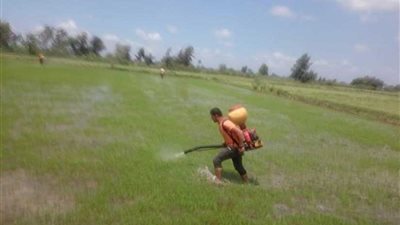 الدقهلية.. إزالة 8 أفدنة أرز لزراعتها بدون تصريح