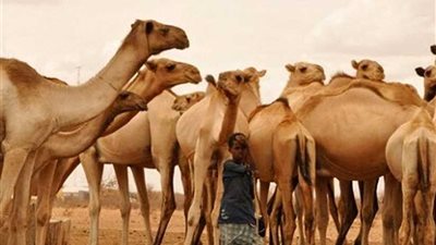 وصول 3 آلاف و945 رأس إبل سودانية إلى محجر أبوسمبل البيطري بأسوان