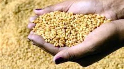 إحباط محاولة توريد 24 طنا من القمح الفاسد لمطحن بأسوان