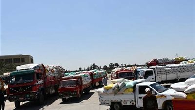 توريد 239 ألفا و200 طن قمح لشون ومطاحن البحيرة