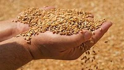 خبير بالفاو: إنتاج مصر من القمح سيصل لـ10.5 ملايين طن