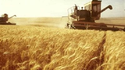 محافظ الغربية : توريد 129 ألف طن قمح إلى الصوامع والشون