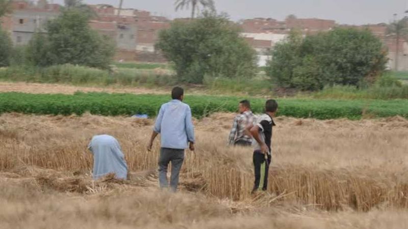 توريد 350 ألف طن