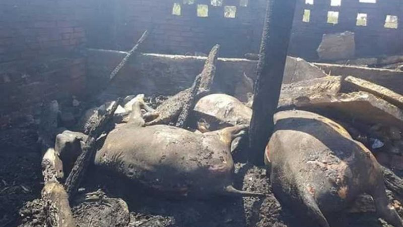 نفوق 14 رأس ماشية