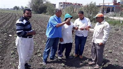 ننشر توصيات الحملة القومية للقطن بالبحيرة