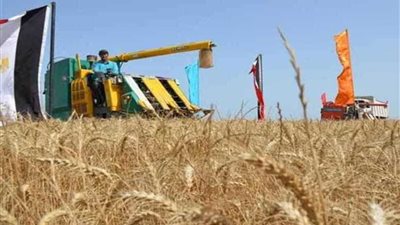 توريد 140 ألف طن قمح في الغربية