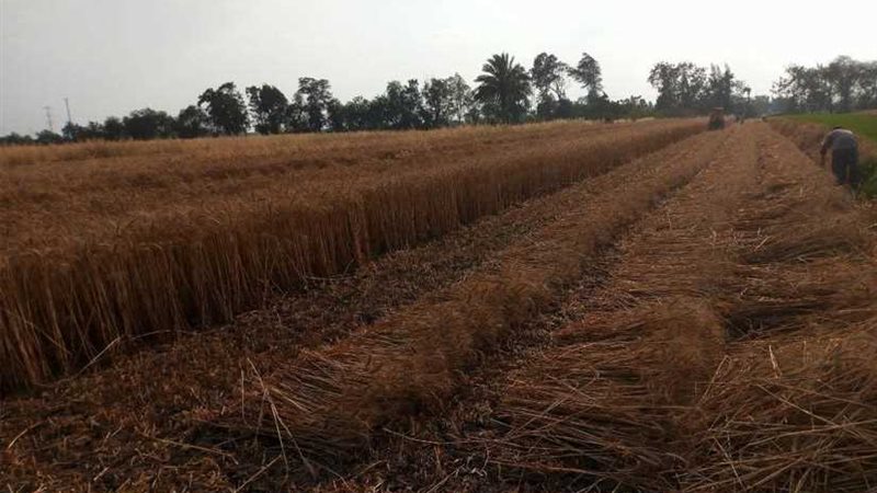 توريد 272 ألف طن