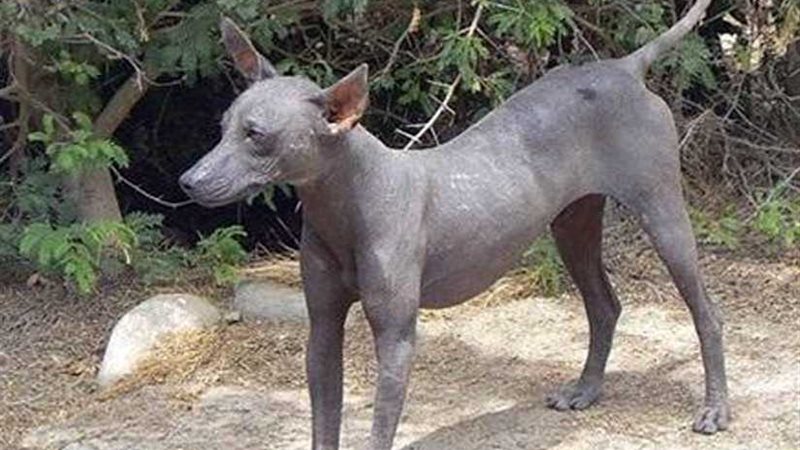 السلعوة تعقر 12 مواطنًا