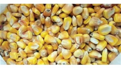 ضبط 7 أطنان ذرة غير صالحة للاستهلاك الآدمي بالإسكندرية