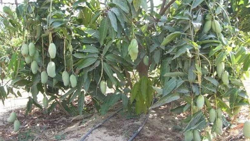 معالجة 52 ألف فدان