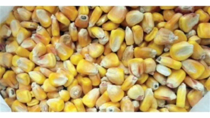 ضبط 7 أطنان ذرة غير