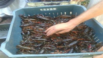 سائق زفتى سقط بالمنوفية وبحوزته 250 كيلو ”استاكوزا“