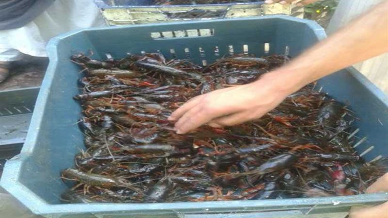 سائق زفتى سقط بالمنوفية