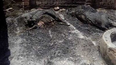 نفوق ١٥ رأس ماشية وأغنام في حريق ألتهم حظيرة بمركز أبنوب