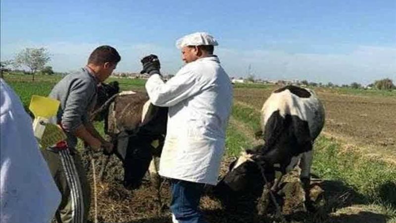 تحصين 374 ألف رأس