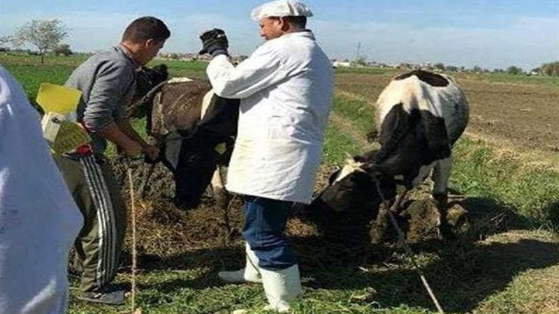 تحصين 374 ألف رأس