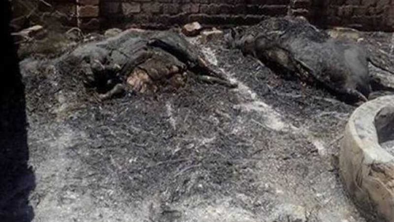 نفوق ١٥ رأس ماشية